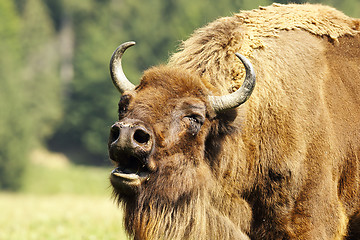 Image showing bellowing european bison