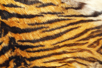 Image showing texture of wild tiger leather