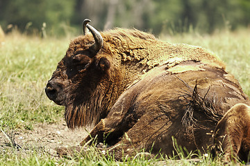 Image showing large european bison