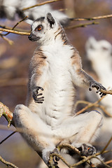 Image showing Ring-tailed lemur (Lemur catta)