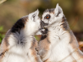 Image showing Ring-tailed lemur (Lemur catta), couple