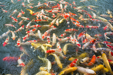 Image showing Feeding koi fish