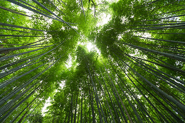 Image showing Bamboo forest with morning sunlight