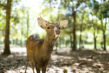 Image showing Deer in the park