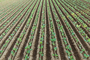 Image showing Lettuce field