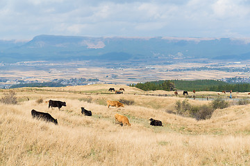 Image showing Cows herd 