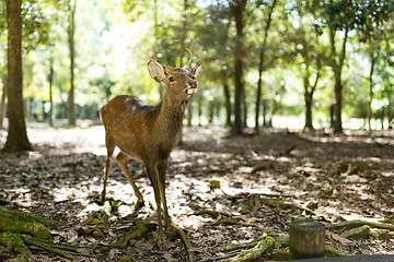 Image showing Wild deer in Nara park with sunlgiht