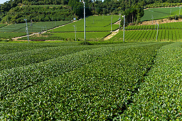 Image showing Green tea farm