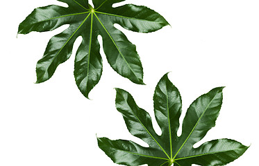 Image showing green leaves on white background