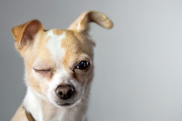 Image showing Little Chihuahua Gives Big Wink