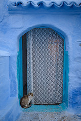 Image showing Cat in Chefchaouen, the blue city in the Morocco.