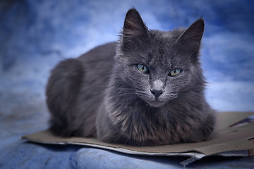 Image showing Cat in Chefchaouen, the blue city in the Morocco.