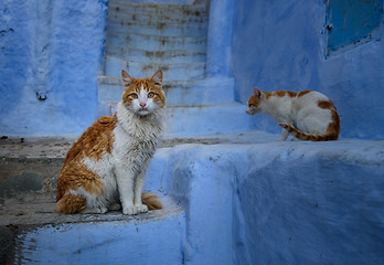 Image showing Cats in Chefchaouen, the blue city in the Morocco.