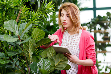 Image showing Florist with tablet near plants