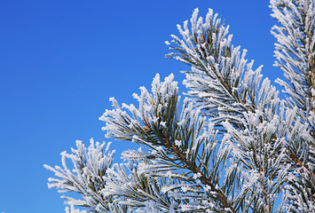 Image showing fir tree with hoarfrost