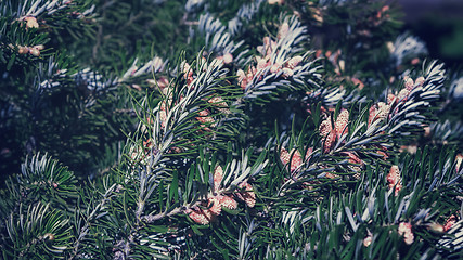 Image showing Background of Fir Branches With Cones 