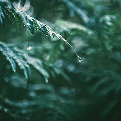 Image showing Dew Drops On A Leaf