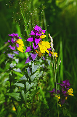 Image showing Melampyrum Nemorosum Flower Blossom