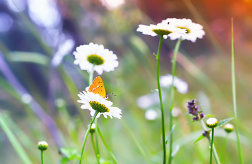 Image showing Orange Butterfly On a Daisy