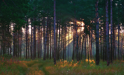 Image showing Sunrays In The Summer Forest