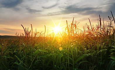 Image showing corn growing up under sun