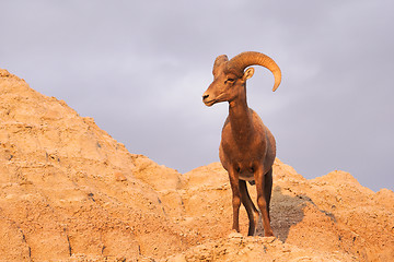 Image showing Wild Animal High Desert Bighorn Sheep Male Ram