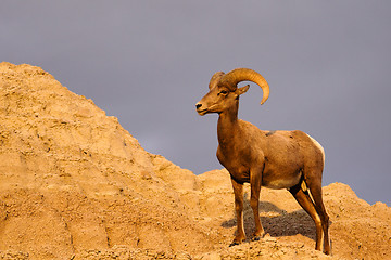 Image showing Wild Animal High Desert Bighorn Sheep Male Ram