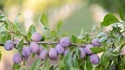 Image showing Plums on Tree Vine Fruit Orchard Whole Organic Food