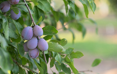 Image showing Plums on Tree Vine Fruit Orchard