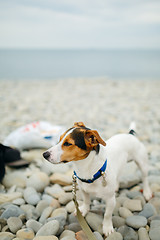 Image showing Dog in collar posing on beach