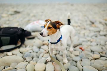 Image showing Dog in collar posing on beach