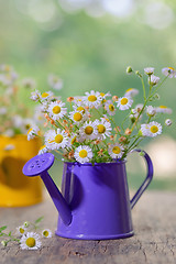 Image showing Marguerite Daisy Flowers