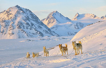 Image showing Dog sledging  in cold snowy winter