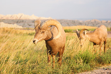 Image showing Wild Animal High Desert Bighorn Sheep Male Ram