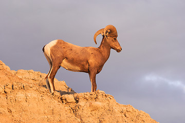 Image showing Wild Animal High Desert Bighorn Sheep Male Ram