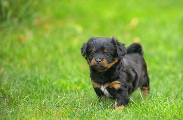 Image showing Cute pekingese puppy dog