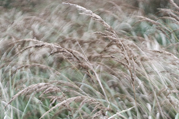 Image showing Tall grass in wind