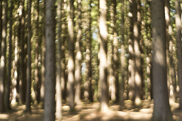 Image showing Forest in summer