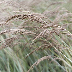 Image showing Tall grass in wind