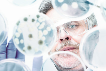 Image showing Senior life science researcher grafting bacteria.