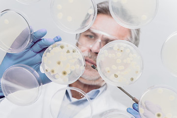 Image showing Senior life science researcher grafting bacteria.