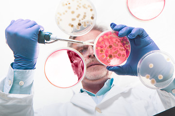 Image showing Senior life science researcher grafting bacteria.