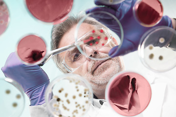 Image showing Senior life science researcher grafting bacteria.