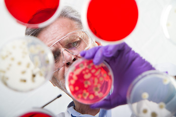 Image showing Senior life science researcher grafting bacteria.