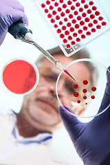 Image showing Senior life science researcher grafting bacteria.