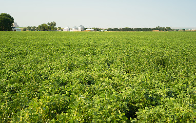 Image showing Field of Beans Farm Agriculture Farmer Field Growth