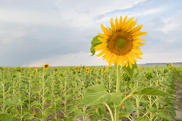 Image showing Sunflower Farm Field Agriculture Blue Sky Rural Scene