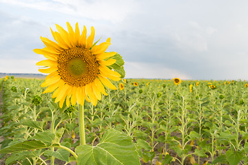 Image showing Sunflower Farm Field Agriculture Blue Sky Rural Scene