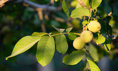 Image showing Lime Orchard Tart Fruit Covered in Pestisides