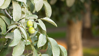 Image showing Lime Orchard Tart Fruit Covered in Pestisides